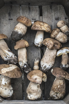 Porcini mushrooms in crate