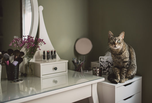 Staring cat sitting on cabinet beside a vanity