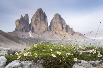 Italy, Dolomites, Tre Cime di Lavaredo, white flowers