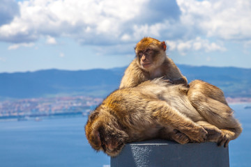Close up of the famous wild macaques that are relaxing in Gibraltar Rock. The Gibraltar monkeys are one of the most famous attractions of the British overseas territory.