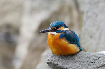 Kingfisher