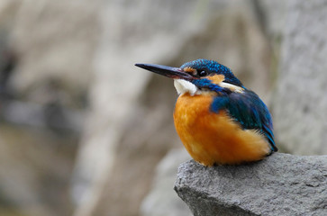 Kingfisher