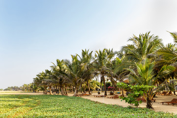 Obraz premium Palm trees, beach.