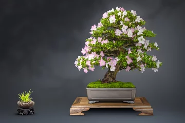 Crédence en verre imprimé Bonsaï Bonsaï vieille azalée japonaise en fleurs