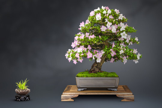 Bonsai alte bl&uuml;hende Japanische Azalee