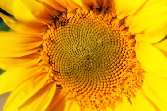 Yellow sunflower in summer, Bright sunflowers