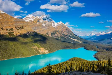 Photo sur Plexiglas Anti-reflet Lac / étang  Lake Peyto in Banff National Park