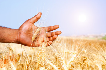 African man hand holding wheat ear in sunny field - Black male walking through grain harvest in hot summer day - Concept of ancient human rural activities and love for result of hard work