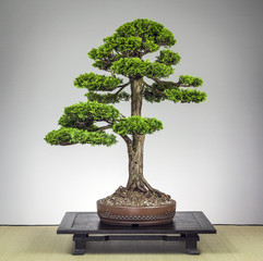 Bonsai Hinoki Muschelzypresse