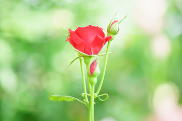 赤いバラとつぼみ