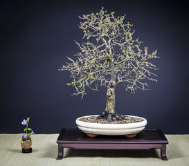 Blühender Bonsai Schlehe