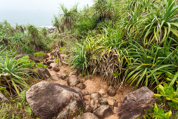 Palm tropical beach. Landscape rocky coast ocean.