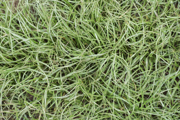 texture of the grass , grass.background ..