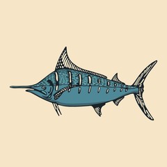 saltwater fish marlin. vector