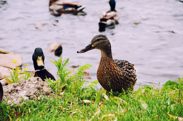 Ducks in city park