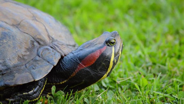 Red eared turtle head slowly looking around and straight in to the camera closeup on fresh green grass