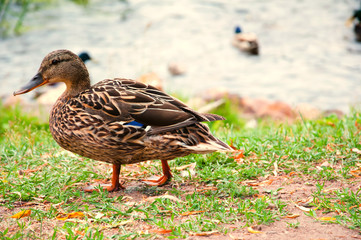 Ducks in city park