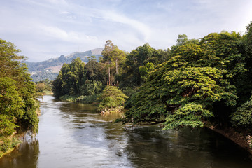 Fototapeta premium Beautiful nature. Peradeniya. Sri Lanka.
