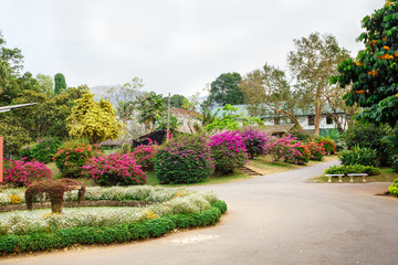Obraz premium Beautiful nature. Peradeniya. Sri Lanka.