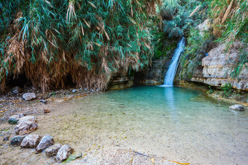 Fototapeta premium The national park Ein Gedi, Israel