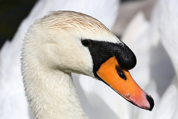 Obraz premium Porträt eines Höckerschwans (cygnus olor)