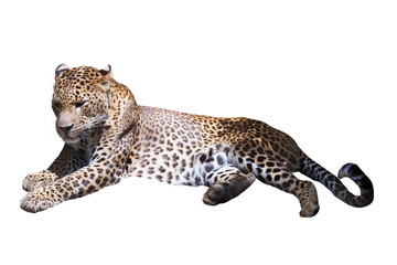 Adult leopard