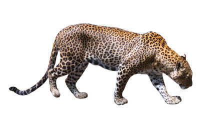 leopard © JackF