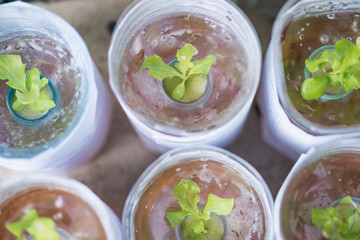 Vegetable seedlings Hydroponic, Plants in nursery tray.