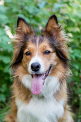 reddish white dog Border Collie sitting