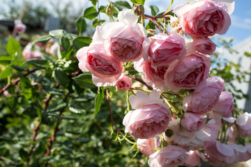 цветущая в саду роза Уильям Моррис