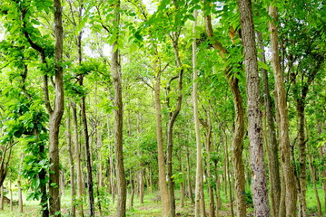 morning green trees in a forest 