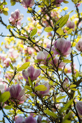 Magnolia flower pink and white