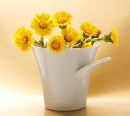 Fresh spring flowers foalfoots