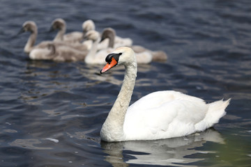 Familie Höckerschwäne (cygnus olor)