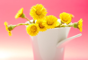 Fresh spring flowers foalfoots