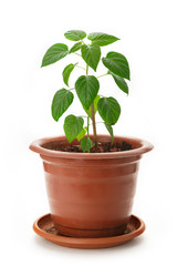 Young pepper seedling in the pot