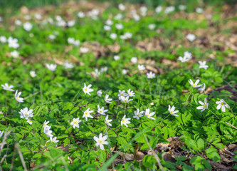Anemone nemorosa white spring wild flower wood forest garden bloom blossom background