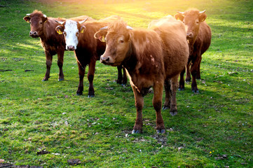 Cows grazing on a lovely green pasture