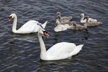 Familie Höckerschwäne (cygnus olor)
