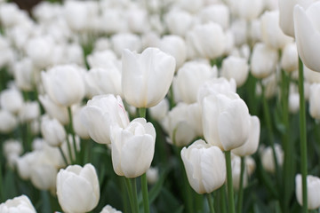 Beautiful white tulips flowerbed closeup. Flower background