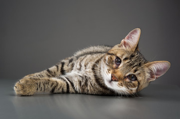 Cute Kitten with Third Eyelid Showing (Protrusion of Nictitating Membrane)