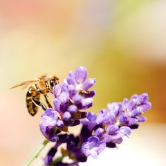 Bee on a flower bloom of purple lavender