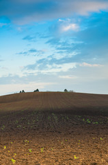 Obraz premium Plowed field in spring time with blue sky