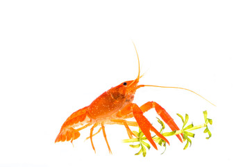Mexican Orange Crayfish