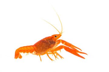 Mexican Orange Crayfish