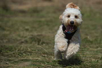 Hund rennt auf wiese