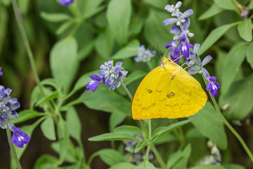 yellow butterfly
