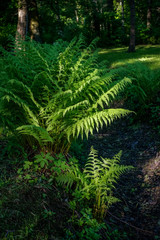 Fototapeta na wymiar Fern under sunlight in forest