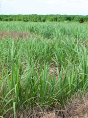 Obraz premium Sugar cane