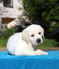 a little cute labrador puppy on a blue background